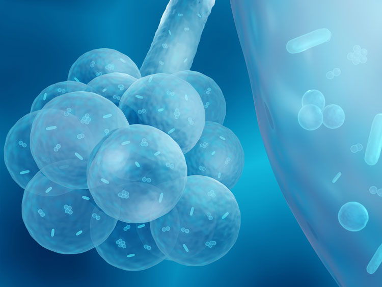 KS4 & 5 Biology: How does our immune system protect our lungs from infection