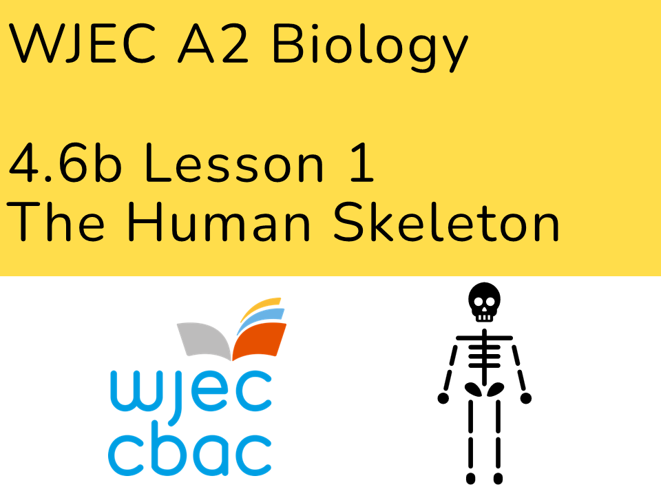 A2 Biology (WJEC) 4.6b L1 The Human Skeleton