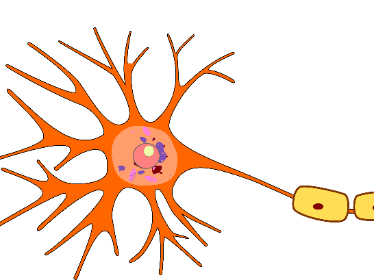 Above and Beyond - Differentiation and Specialised Cells
