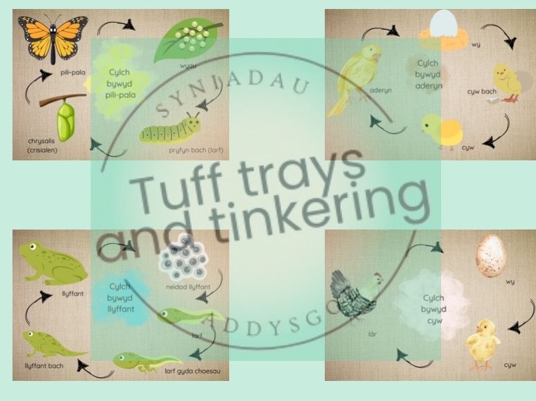 cylch bywyd life cycles Curriculum for Wales Early Years PS1 addysg Cymraeg