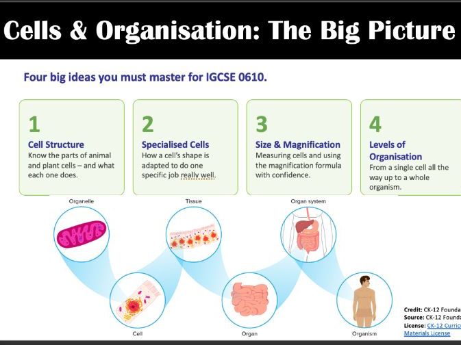 Cells and Organisation IGCSE