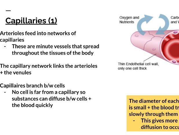 Blood circulation