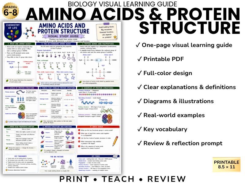 AMINO ACIDS & PROTEIN STRUCTURE Biology Visual Learning Guide | Grade 8 & Middle School Science
