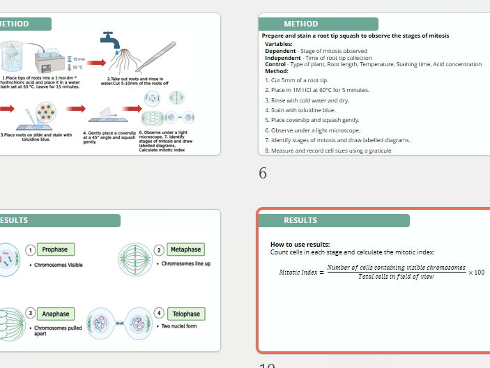 Core Practical 6 Prepare and stain a root tip squash to observe the stages of mitosis