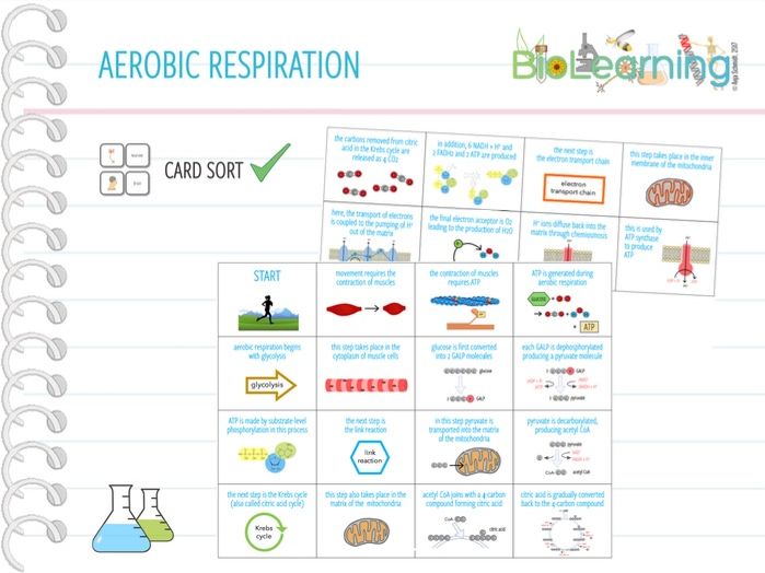 Aerobic Respiration - Card Sort (KS5) | Teaching Resources