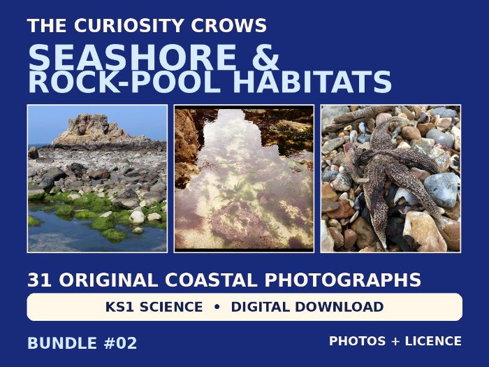KS1 Seashore and Rock-Pool Habitats Photo Bundle | 31 Images