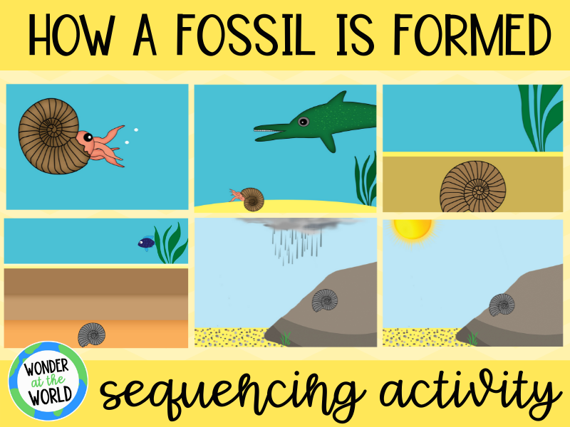 How a fossil is formed sequencing activity KS2 Teaching Resources