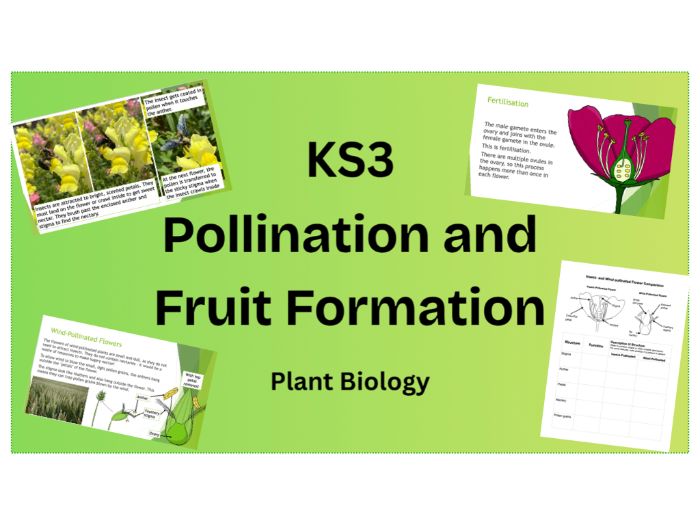 KS3 Pollination and Fruit Formation PPT and Worksheet