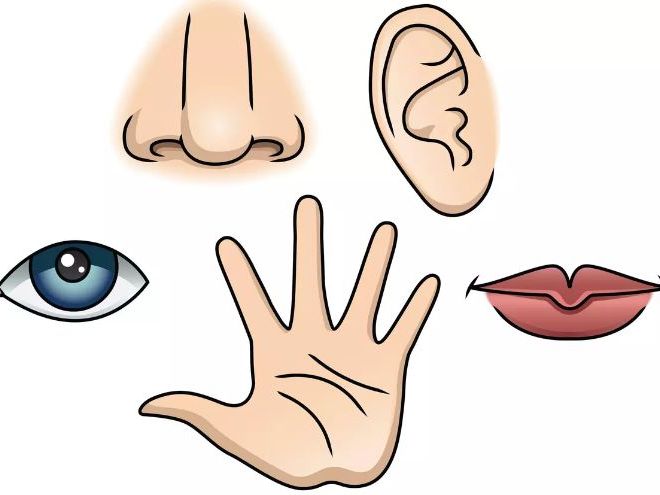 Pack Santé et les 5 sens (5 Senses & Food Description BUNDLE)