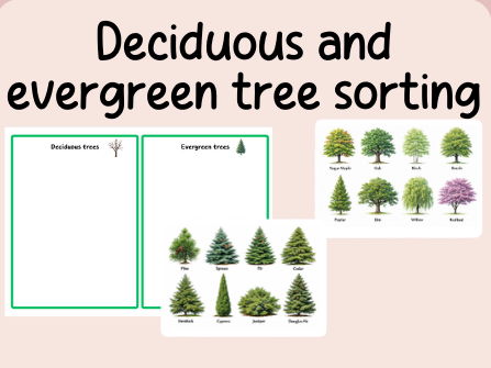 Evergreen and Deciduous tree sorting- Science- Plants- continuous provision