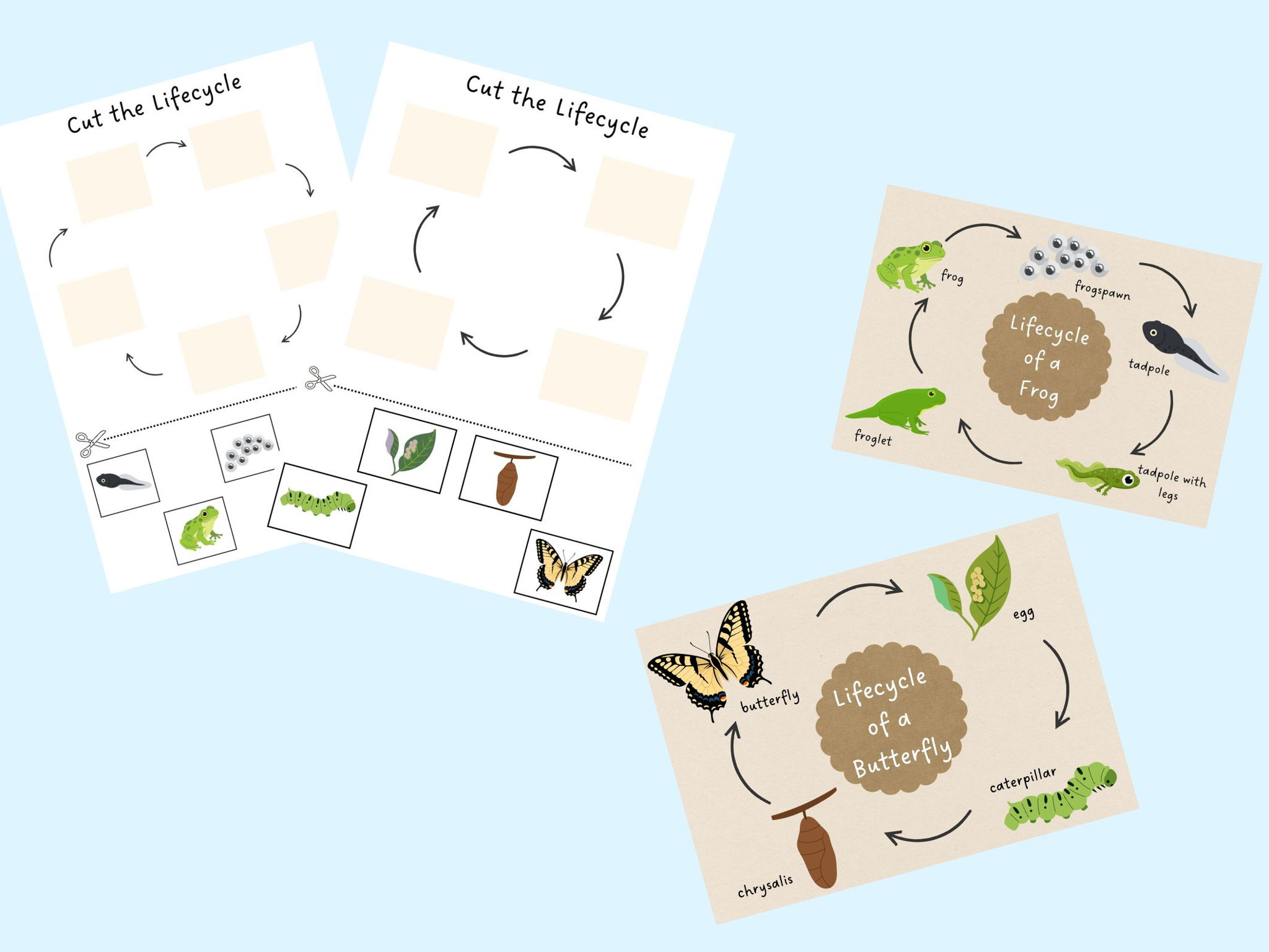 EYFS Lifecycle Bundle