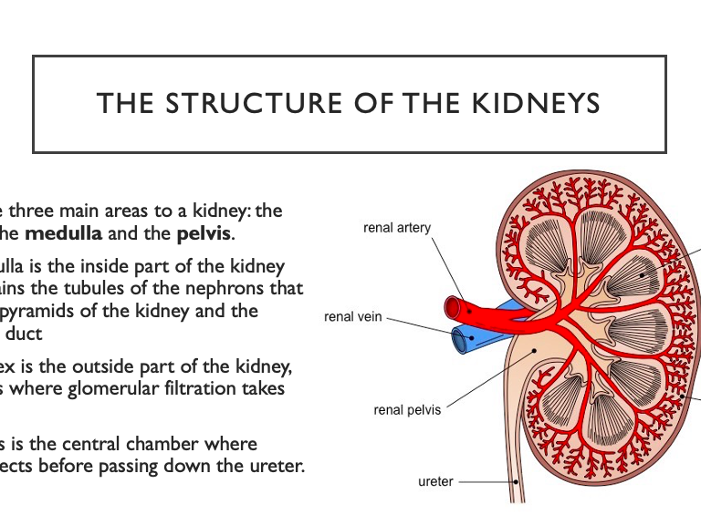 OCR A Biology A-level 5.1.2 Excretion and Homeostatic Control