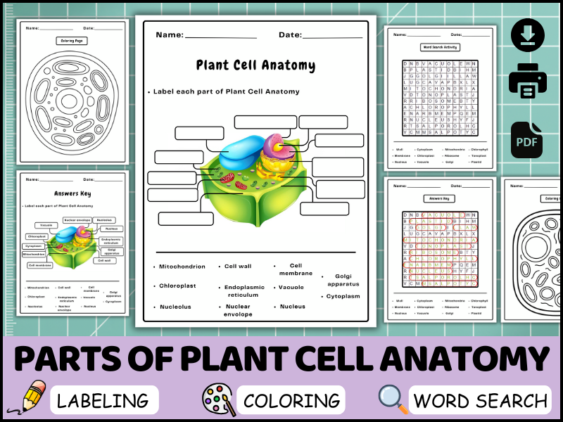 Plant Cell Diagram Worksheet, Cell Organelles Labeling, Coloring Sheet, Biology Word Search (PDF)