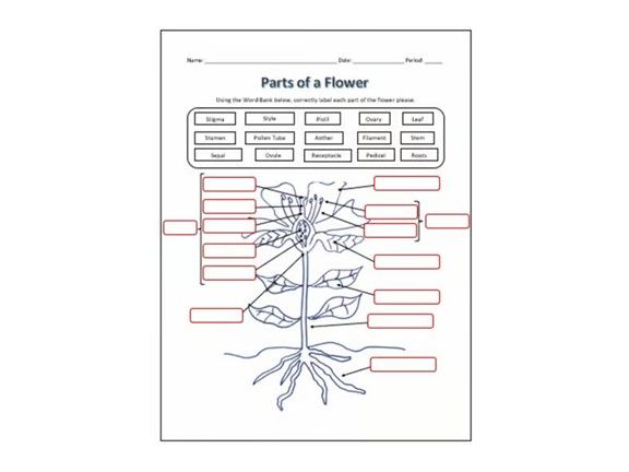 Parts of a Flower Labeling Science Worksheet