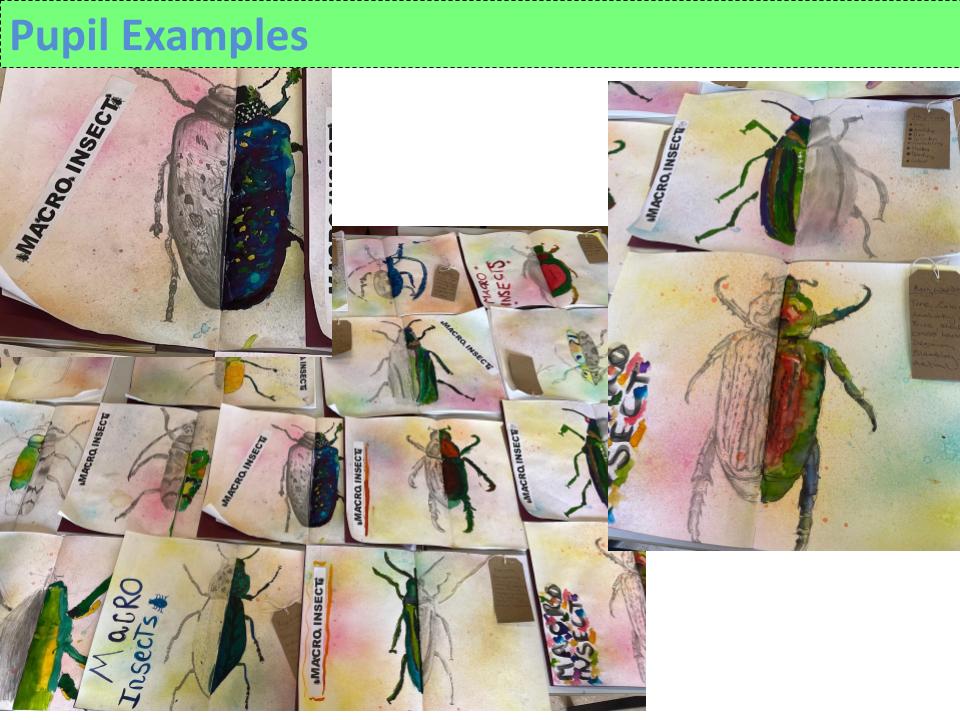 ks3 insect drawing / water colour painting