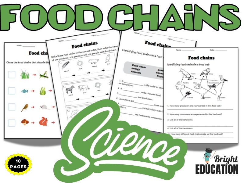 Food Chains Worksheet Activate Science
