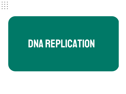 AP Biology Unit 6: DNA Replication