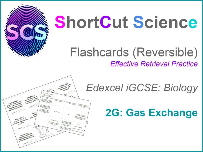 Flashcards Bio IGCSE Edexcel: Gas Exchange