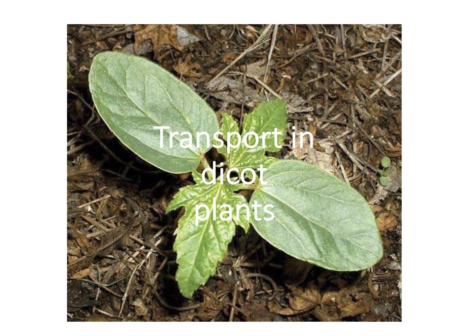Presentations Chapter 9 OCR GCE Biology A