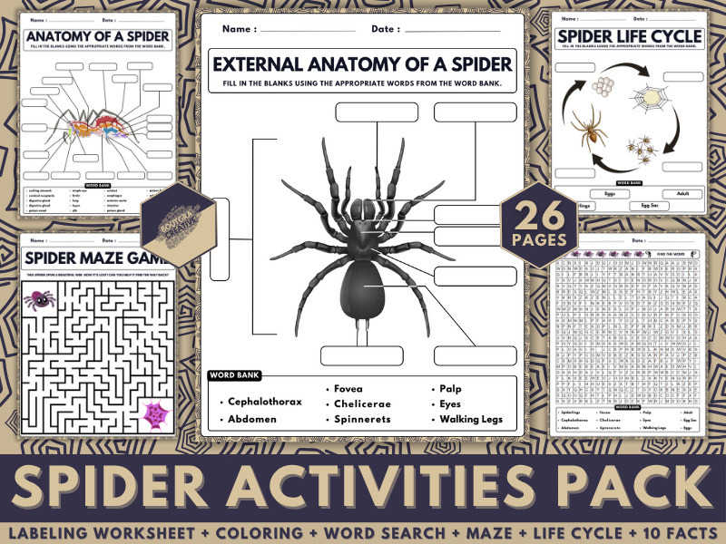 Spider Activities Pack | Anatomy, Coloring, Word Search, Maze, Life Cycle, Facts