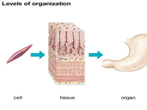 Cells & Tissues