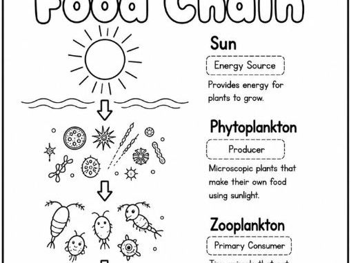 Food chain sea life Coloring worksheet - sun to shark