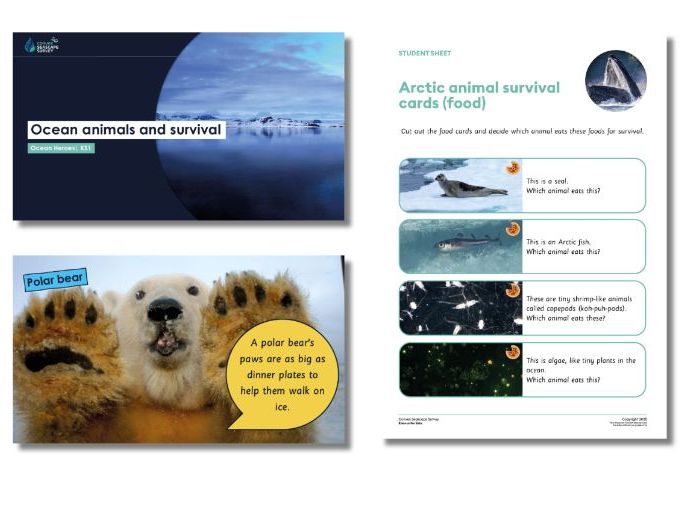 Ocean animals and survival KS1 full lesson