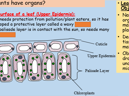 Plant Organs GCSE Slides