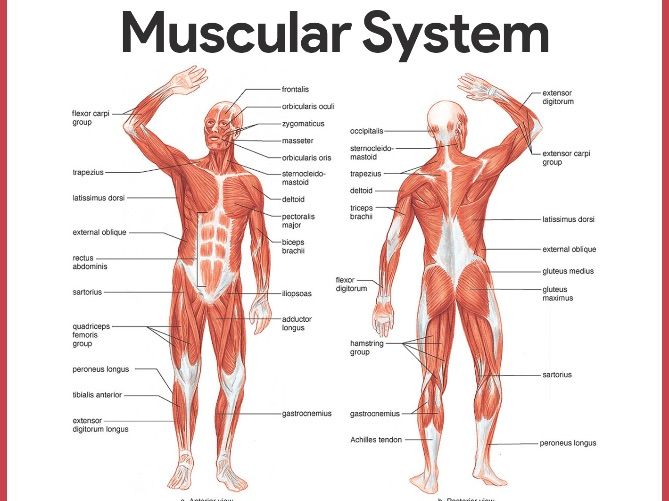 NCFE Level 3 Sport and Physical Activity - Anatomy & Physiology - Muscular System (LO2)