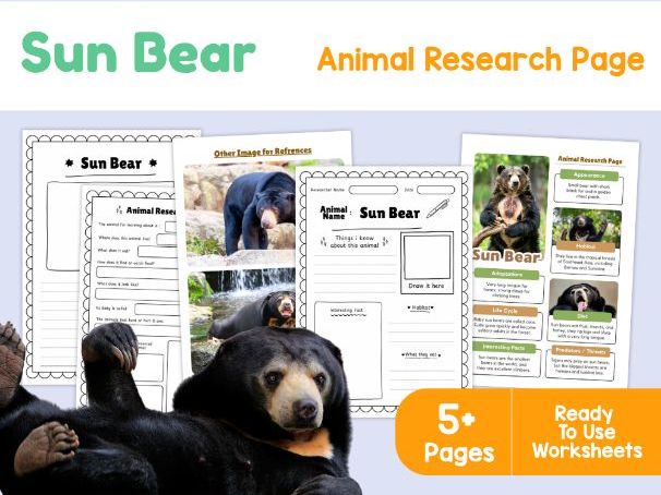 Sun Bear Research Worksheets | Rainforest Animals