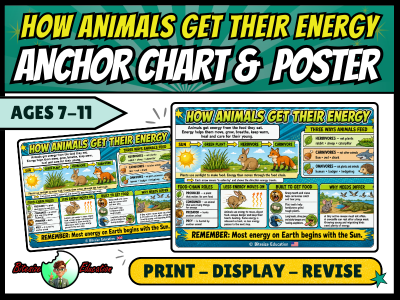 How Animals Get Their Energy Poster | Food Chains Anchor Chart | KS2 Science