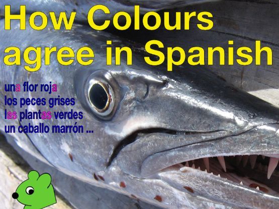 Colours in Spanish + Agreements