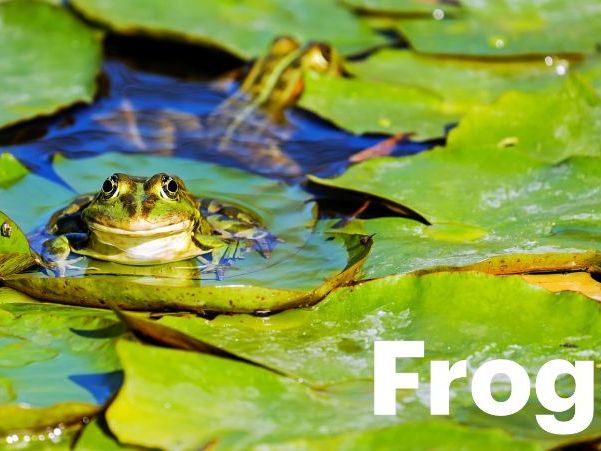 Frogs: Animated Keynote/PPT Presentation, Colorful Science