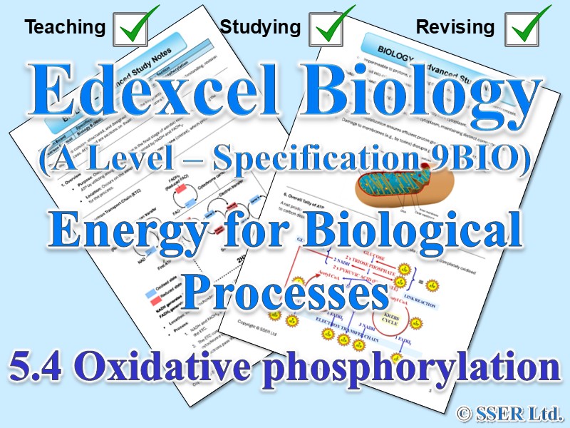 BIOA_EDX Topic Notes: 5.4 Oxidative phosphorylation