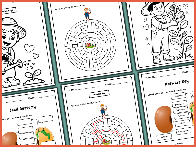 Seed Anatomy Worksheet Pack | Labeling, Coloring & Word Search (K-3 ...