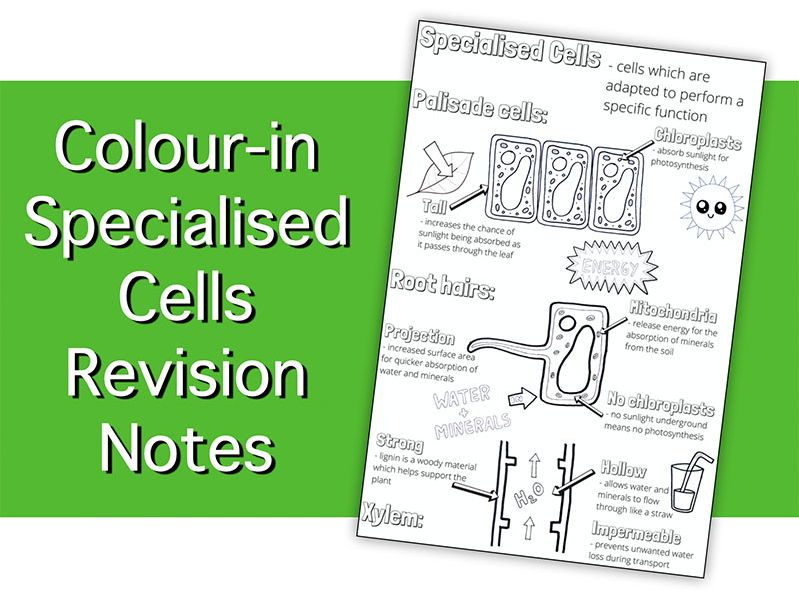 Specialised Plant Cells Knowledge Organiser