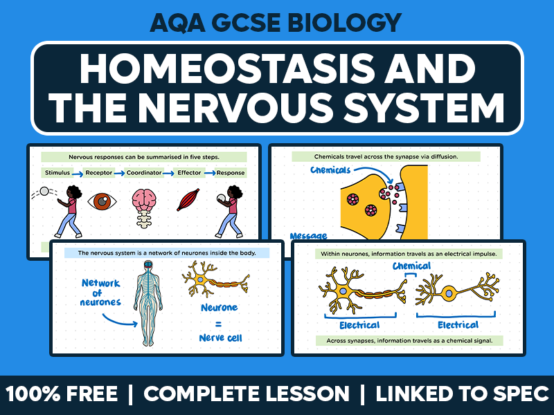 GCSE AQA Biology Complete Lesson - Homeostasis and the Nervous System