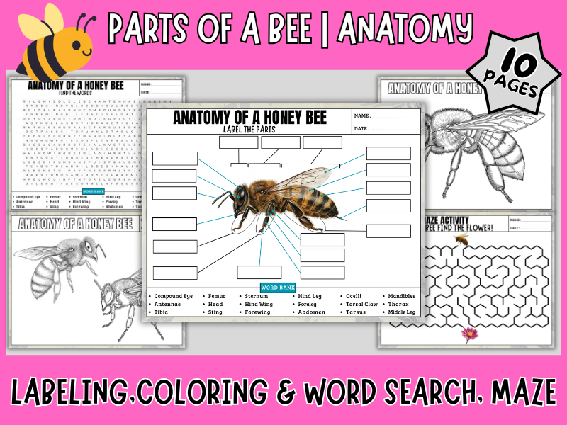 Parts of a Bee | Anatomy & Word Search
