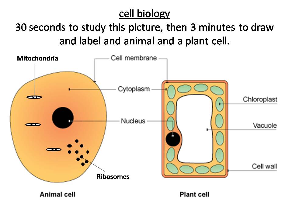 Plant And Animal Cells Structure And Function Teaching Resources