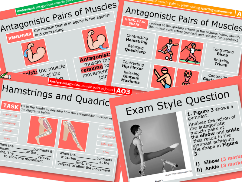 5. Antagonistic Muscles