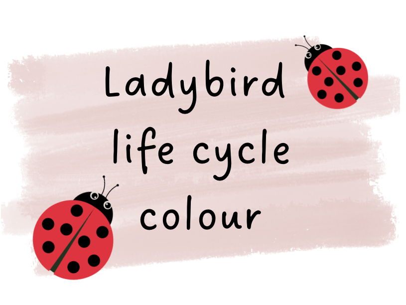 Ladybird Life cycle Colouring