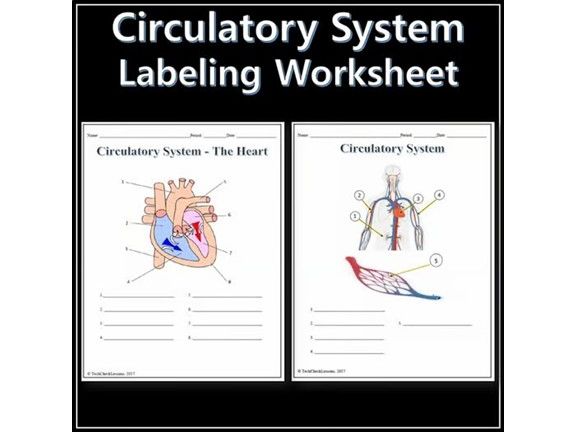 Circulatory System Labeling Worksheet - Science | Anatomy