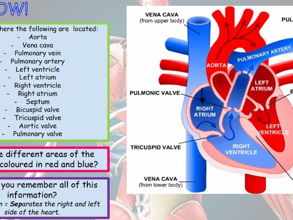 Anatomy & Physiology Scheme of work - Lesson slides, work booklet, assessment included!