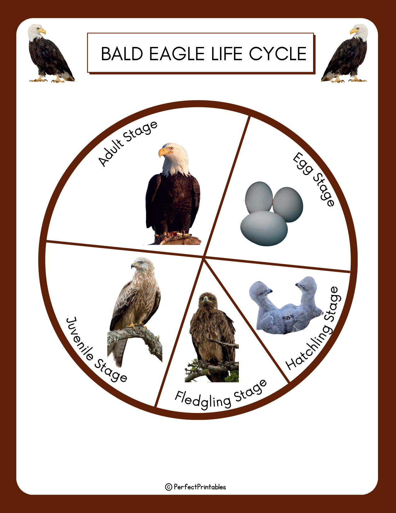 Life Cycle Of A Bald Eagle Birds Of Prey Life Cycle Worksheet With Fun Life Cycle Of A Bald Eagle Birds Of Prey Life Cycle Worksheet With Fun