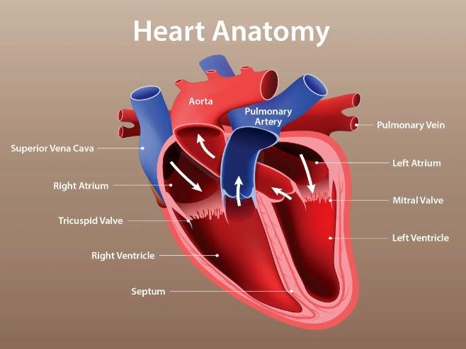 AS Level Biology - The Heart