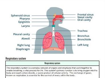 Nervous system lesson and questions