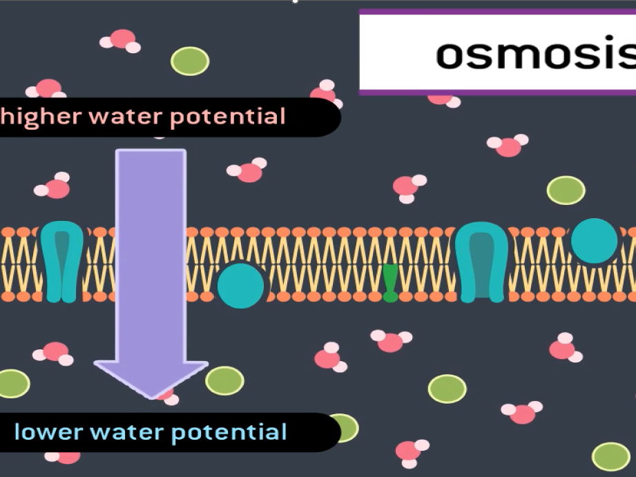 Complete A-Level Biology Lesson: Osmosis, Water Potential & Cellular Effects