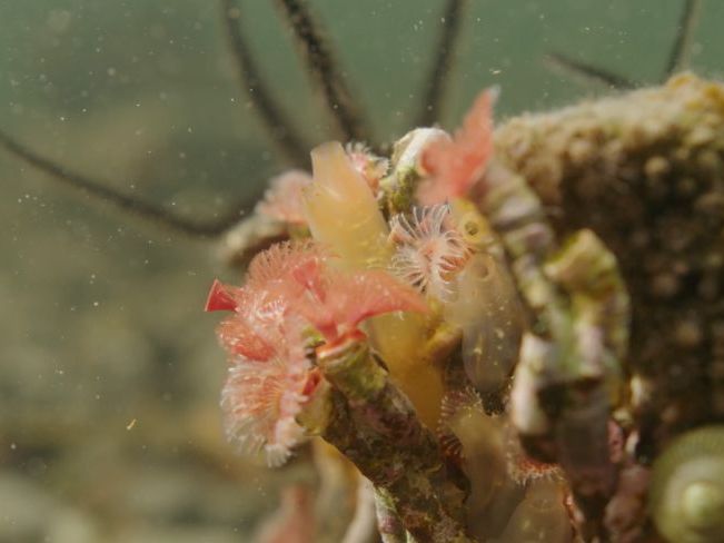 Stakeholder Role-Play Debate: Should Scotland’s MPAs Be Stronger?