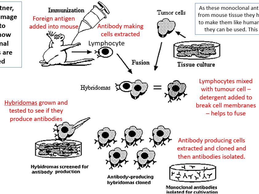 AQA GCSE Biology - B5+6 - Communicable Diseases Bundle