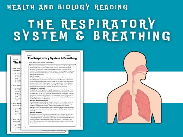 The Respiratory System and Breathing - Health Reading Worksheet ...